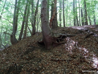 Serracozzo